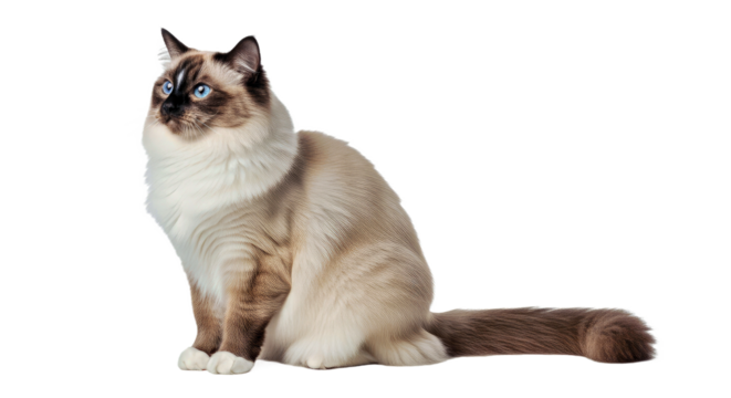 Ragdoll cat full body side view on white: fluffy feline breed.