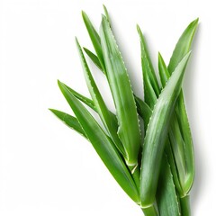 Obraz premium Close-up of fresh aloe vera leaves