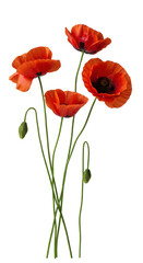 Naklejka premium Four vibrant red poppies (bud to full bloom) with green stems, on a transparent backdrop. Still life, soft diffused light. Concept of natural botanical beauty & growth cycle