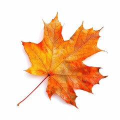 Obraz premium Isolated autumn maple leaf, vibrant orange-red hues