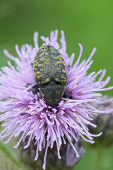 Vertical closeup on a Turbine Cylindrical Weevil, Larinus turbinatus eating from a purple thistle flower
