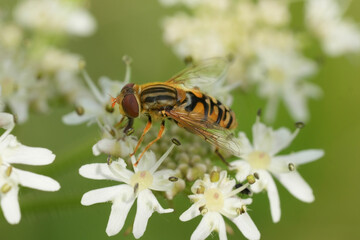 Closeup on a European Parhelophilus versicolor hoverfly on a white flower