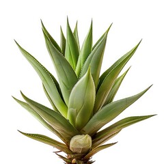 Obraz premium Close-up of a vibrant, light-green succulent plant with pointed leaves radiating outward