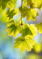 Close up spring green maple leaves with sunlight filtering through branches creating bright yellow green glow soft light texture blurred background vibrant natural scene depth detail.