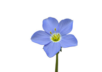 Fototapeta premium Delicate blue five-petal flower, bright yellow center, dark stamens, pristine, freshly bloomed. Extreme close-up macro on blurred neutral background, soft light. Concept of natural purity and