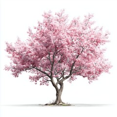 Stunning Pink Cherry Blossom Tree , isolated on white background png