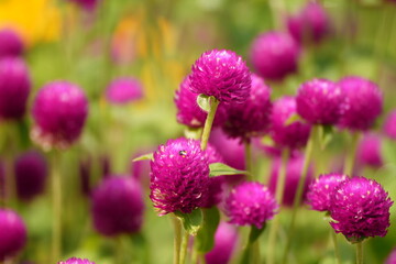 closeup of vibrant pink flower, pink blossom macro with blurred background, bright magenta flower in garden