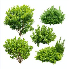 Obraz premium Collection of Lush Green Plants , isolated on white background png
