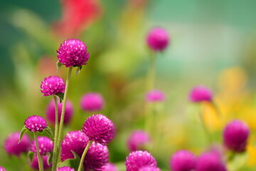 Fototapeta premium closeup of vibrant pink flower, pink blossom macro with blurred background, bright magenta flower in garden