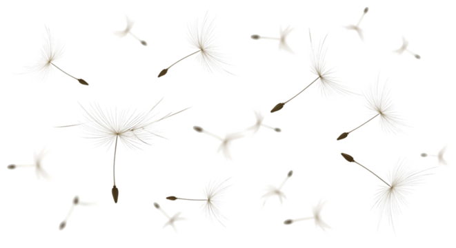 Realistic PNG of dandelion seeds flying in the wind on a white background.