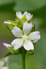 Closeup on a small white flowering Mallow wildflower, Malva