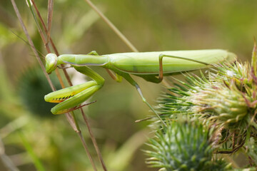 Closeup on a green European praying mantis religiosa hunting for prey