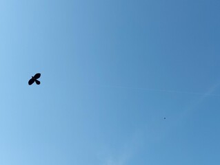 birds in the sky