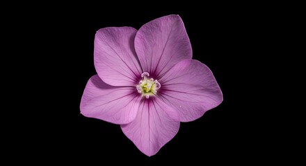 Pale Bloom: A Study in Light and Shadow