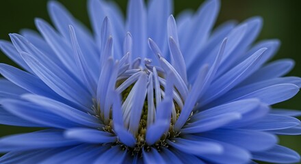 Azure Bloom: A Macro Portrait
