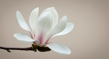 Magnolia Bloom: Soft Light, Gentle Hues