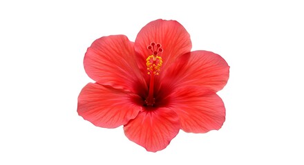Crimson Hibiscus: A Botanical Study