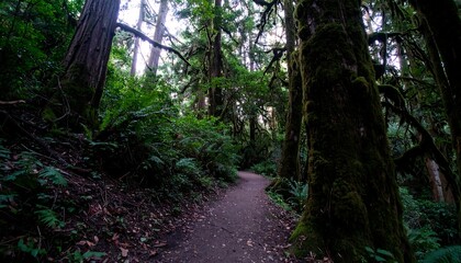Obraz premium Pathway through shaded woods