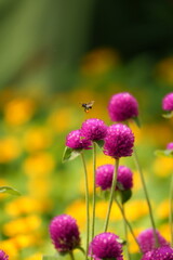bee on flower macro closeup, honeybee collecting nectar on blossom, bee pollinating colorful flower in garden