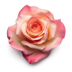 Close-up of a single, vibrant peach-pink rose