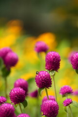 bee on flower macro closeup, honeybee collecting nectar on blossom, bee pollinating colorful flower in garden