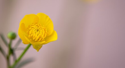 Fototapeta premium Golden Bloom: A Moment of Spring