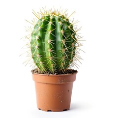 A small, potted cactus with numerous spines.  A vibrant green cactus sits in a terracotta pot, against a pure white background