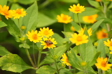 bee on flower macro closeup, honeybee collecting nectar on blossom, bee pollinating colorful flower in garden