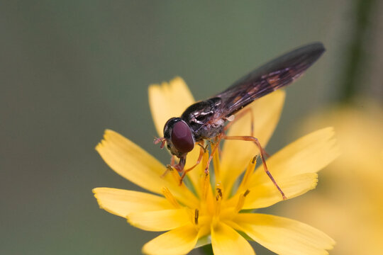Closeup on a small Ladder-backed or Chequered hoverfly Melanostoma scalare, on a yellow flower - Powered by Adobe
