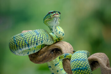 Tropidolaemus green pit viper on branch
