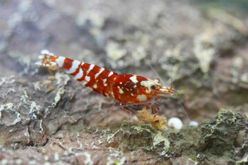 Striking red white Cherry shrimp resting on textured rock substrate. Detailed colors and patterns are visible. Close-up nature shot.