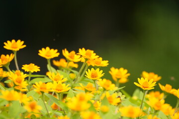 closeup of bright yellow flower, yellow blossom in garden macro, vibrant yellow flower with green background