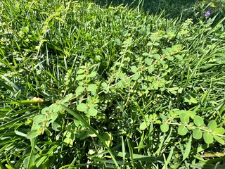 Euphorbia prostrata, known as Prostrate Spurge, is a low-growing groundcover plant with tiny green leaves and small flowers. Common in lawns and pathways, it adds subtle texture to natural landscapes.