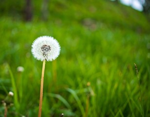 A dandelion in a grassy field