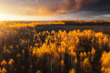 Gorgeous autumn forest with yellow treetops glowing in the sunlight. Location place Ukraine, Europe.