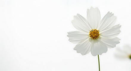 Fototapeta premium White Cosmos: Delicate Simplicity