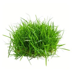 A vibrant cluster of fresh green grass against a white background