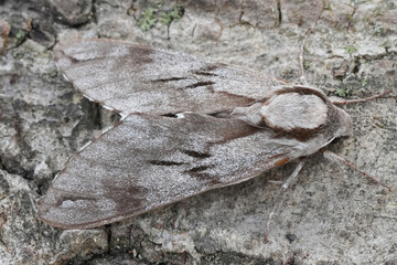 Dorsal closeup on a large pine hawk-moth, Sphinx pinastri on wood