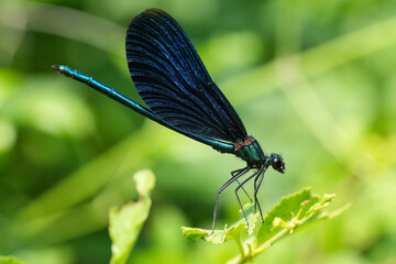 Closeup on a male Beautiful Demoiselle damselfly, Calopteryx virgo on top of a shrub