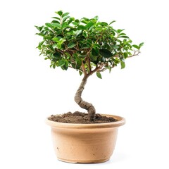 Small bonsai tree in a light beige pot