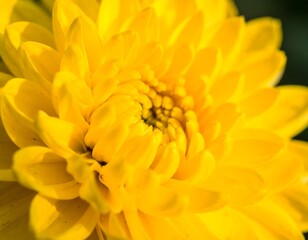 Close-up of a bright yellow flower (1)