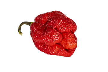 Extremaly hot papper Trinidad Moruga Scorpion