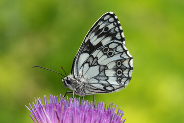 Closeup on a European marbled white butterfly, Melanargia galathea on a pink thistle flower