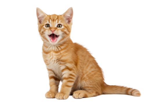 Young vibrant ginger tabby kitten with bright expressive eyes, mouth open in excited vocalization, sitting on transparent background with copy space, embodying pure joy of pet ownership