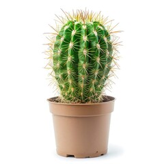 Potted cactus, vibrant green, spiky, in brown pot