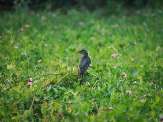 A solitary bird stands alert in a vibrant green meadow dotted with small pink flowers