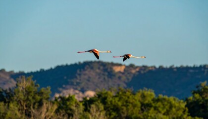 Two flamingos soar through a clear sky.