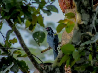 Small blue bird perched on a branch amidst lush green foliage