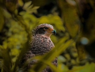 Small bird perched amidst lush green foliage in soft sunlight