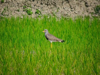 A lone bird stands alert in a vibrant green grassy field